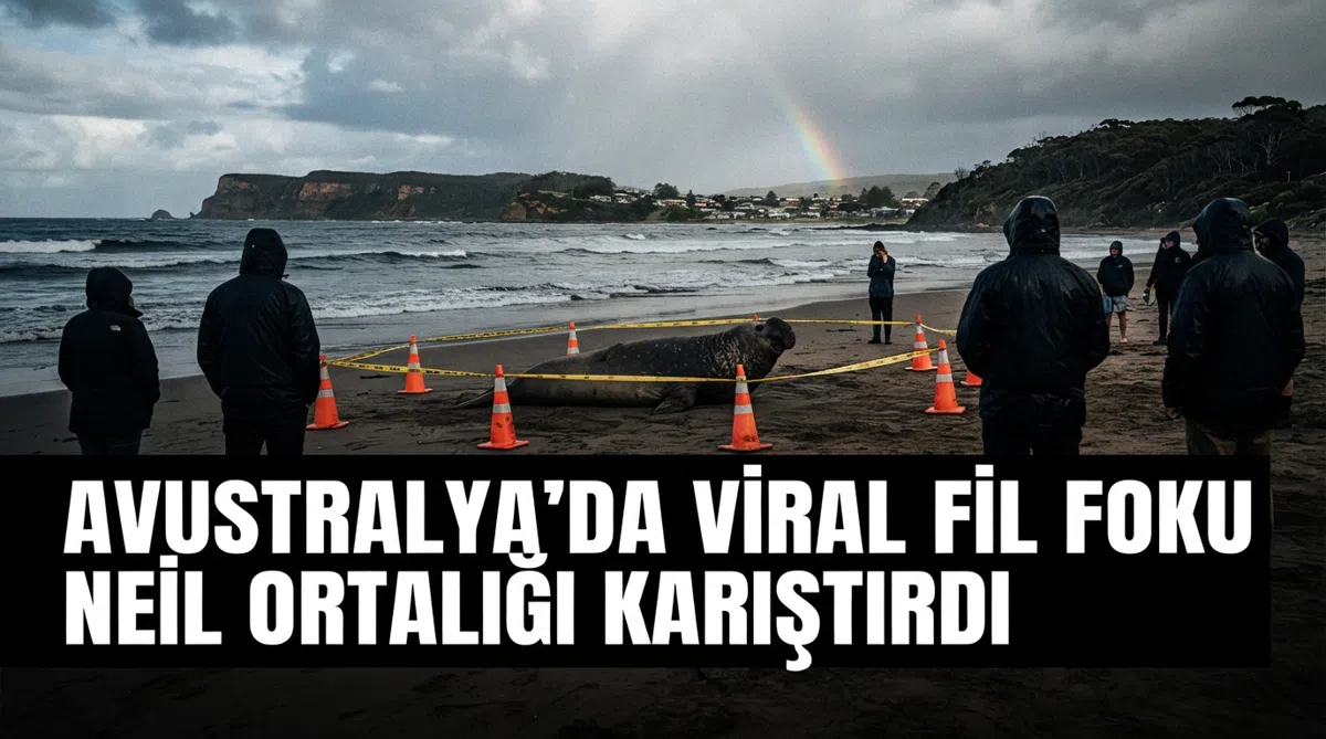 Avustralya'da Viral Fil Foku Neil Ortalığı Karıştırdı