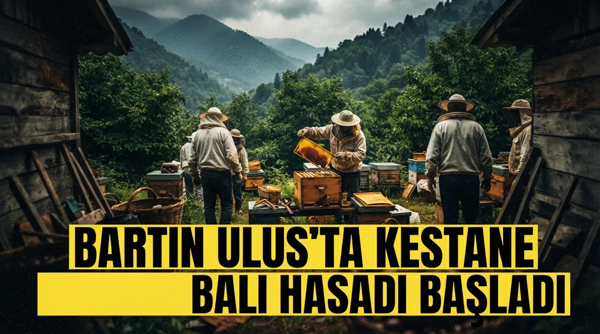 Bartın Ulus'ta kestane balı hasadı başladı