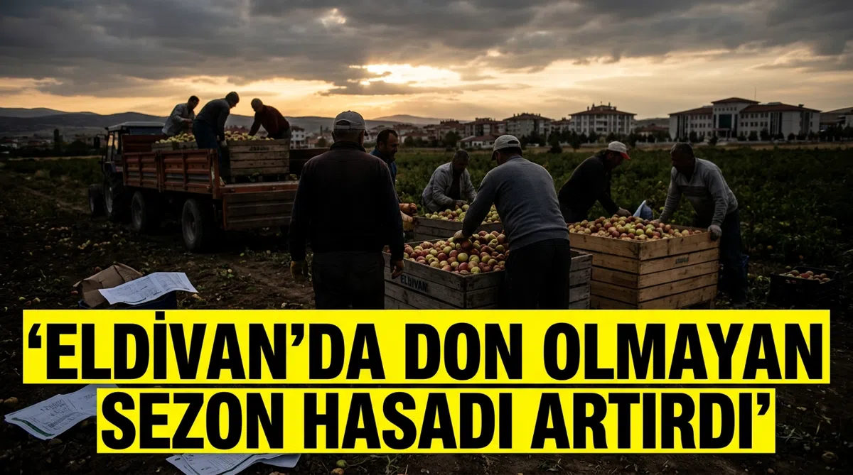 Eldivan'da donsuz sezon hasadı artırdı