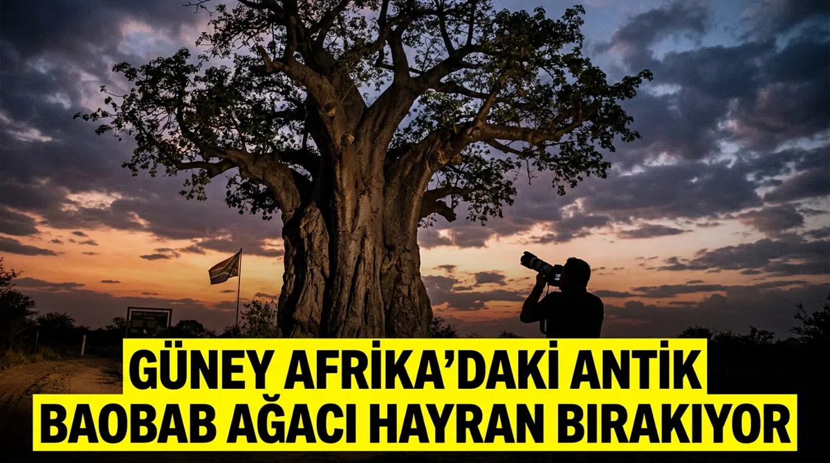 Güney Afrika'daki Antik Baobab Ağacı Hayran Bırakıyor