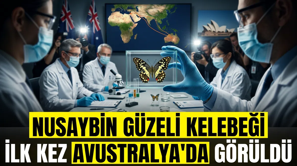 Nusaybin Güzeli kelebeği ilk kez Avustralya'da görüldü